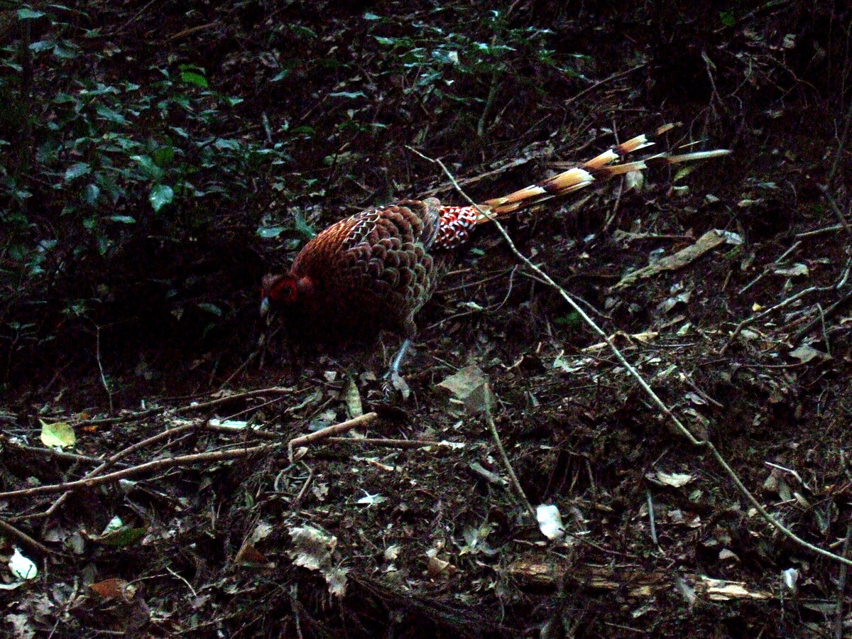 A Copper Pheasant on the leaf-strewn floor of a forest.