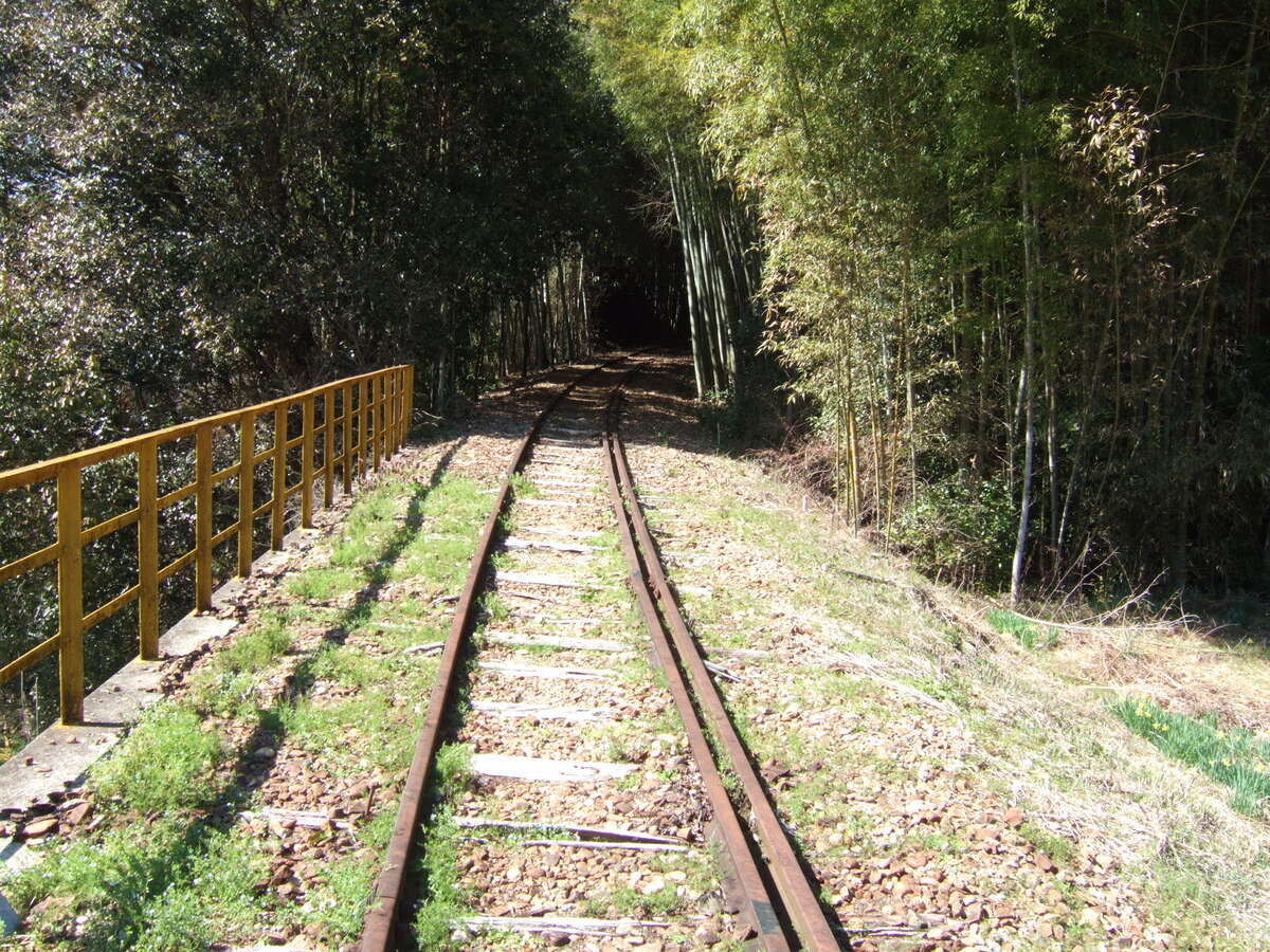 Looking up a derelict narrow-gauge railroad track that disappears into a bamboo forest.