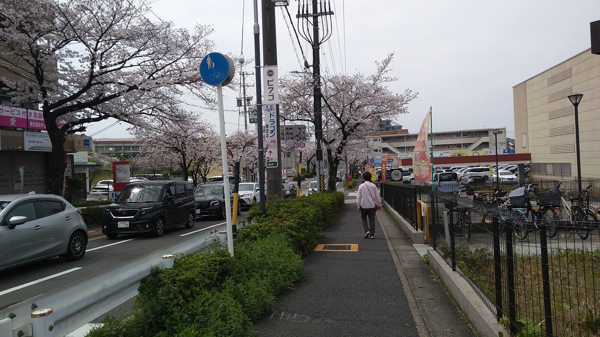 A street scene with a queue of cars on the left, the fenced-in bicycle parking area of a supermarket on the right, and cherry trees in bloom on both sides of the street.