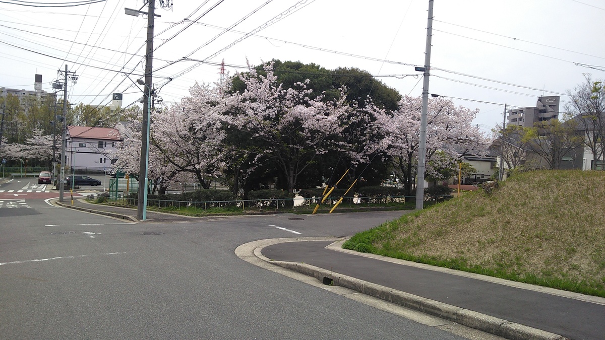 An island of trees bracketed by asphalted intersections has half a dozen cherry trees in bloom around a larger tree that bushes out to a greater height. A berm on a block closer to the camera intrudes on the scene from the right, and the streets are adorned with concrete telephone poles and power lines.