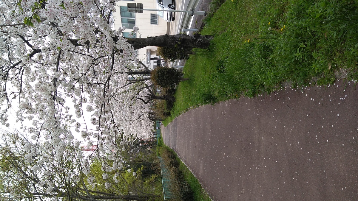 A paved pathway lined with cherry trees in bloom.