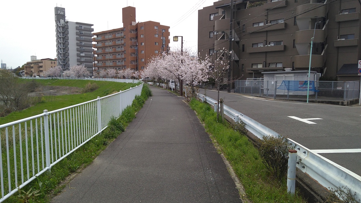 A riverside path for pedestrians and bicycles, bordered by cherry trees in bloom.