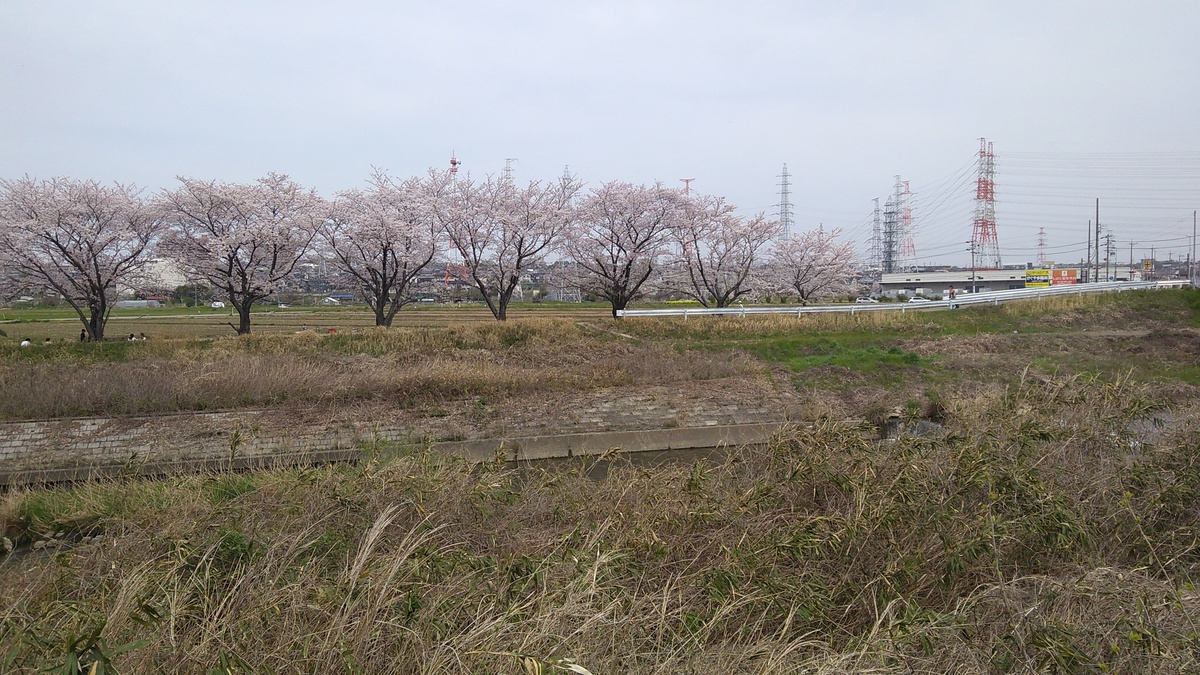 A row of blossoming cherry trees across the grassy banks for a river in the foreground, with high-tension power lines visible on the horizon behind.