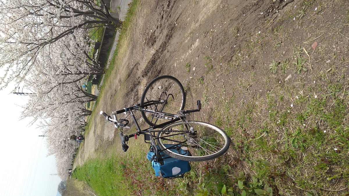 A muddy dirt track lined with blossoming cherry trees on the right.