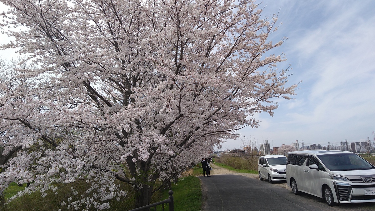 A large cherry tree in full bloom, and two white vans parked across a dirt track to the right.