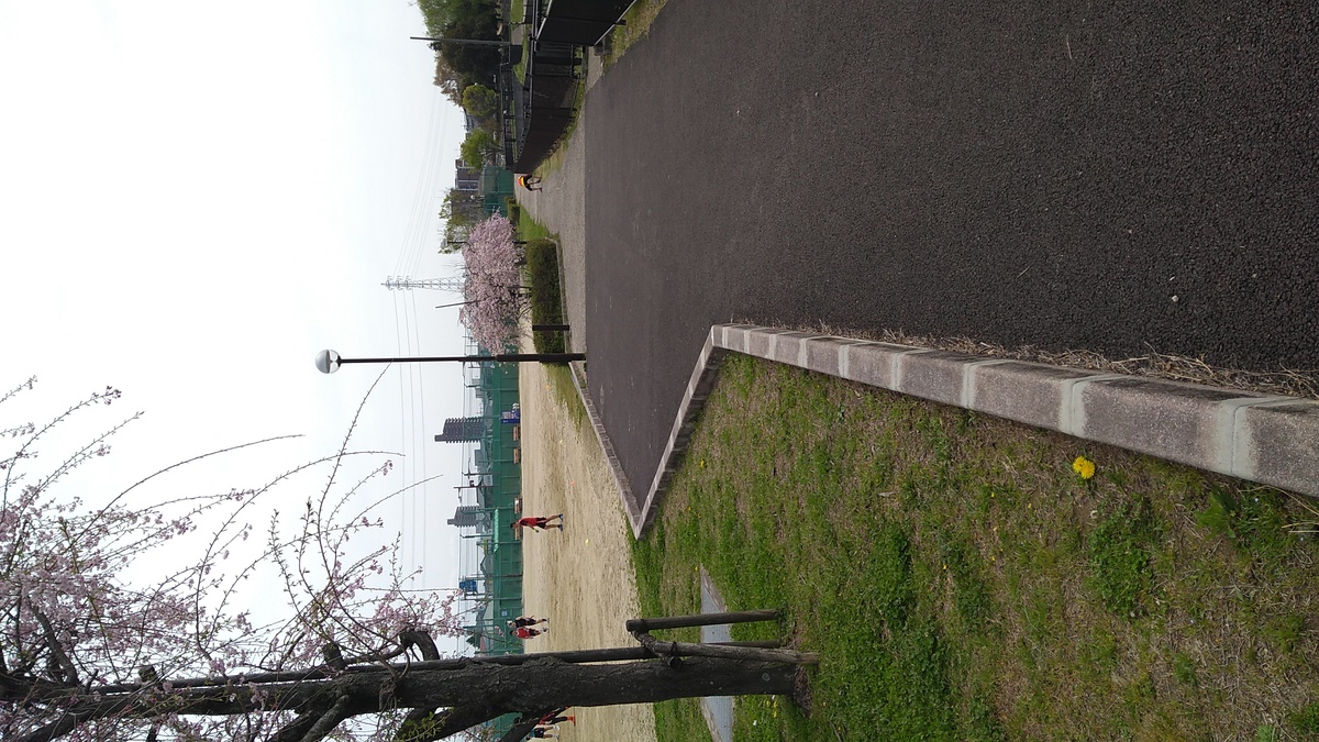 A small sports ground with a few cherry trees in blossom at its edge.