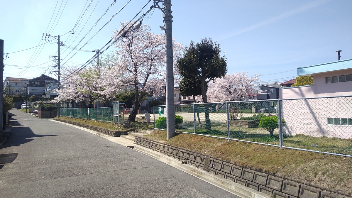 Cherry trees in bloom dot the edges of a small fenced-in playground.