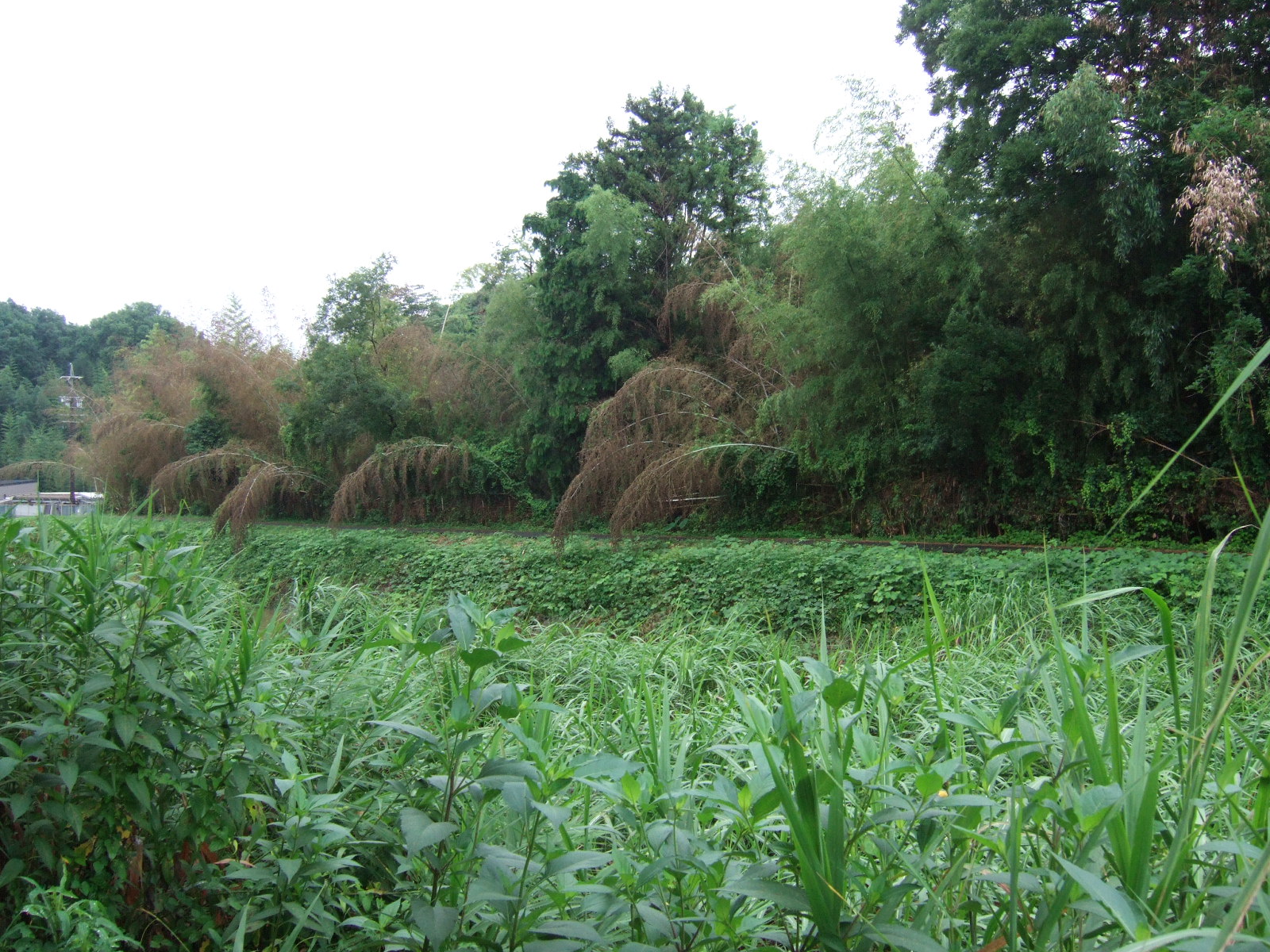 View of a creek with lush weed growth on both banks obscuring the watercourse. Trees and bamboo rise on the far bank, with some of the bamboo turned brown and leading heavily toward the creek.