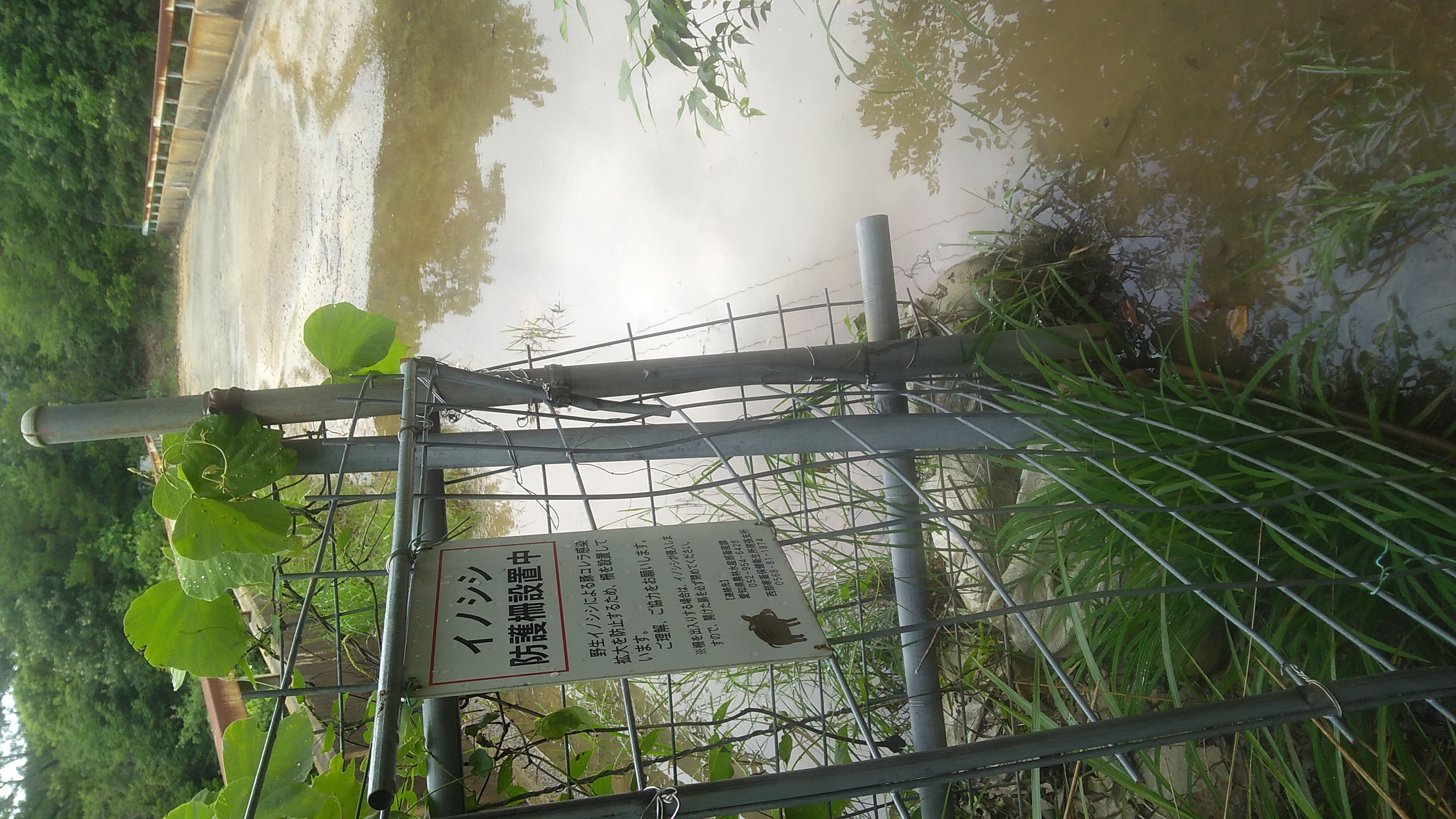 Open gate over a puddle reading (in English translation) “Wild Boars / Preventive Fencing / This barrier has been erected to prevent the spread of swine cholera from wild boars / Your cooperation is appreciated / Wild boars may enter through this barrier, so please shut the gate when it is opened” (followed by contact phone numbers)