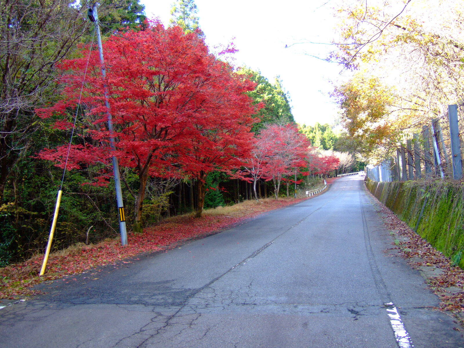 Japanese maple trees with in brilliant read autumn color standing beside a narrow mountain road.