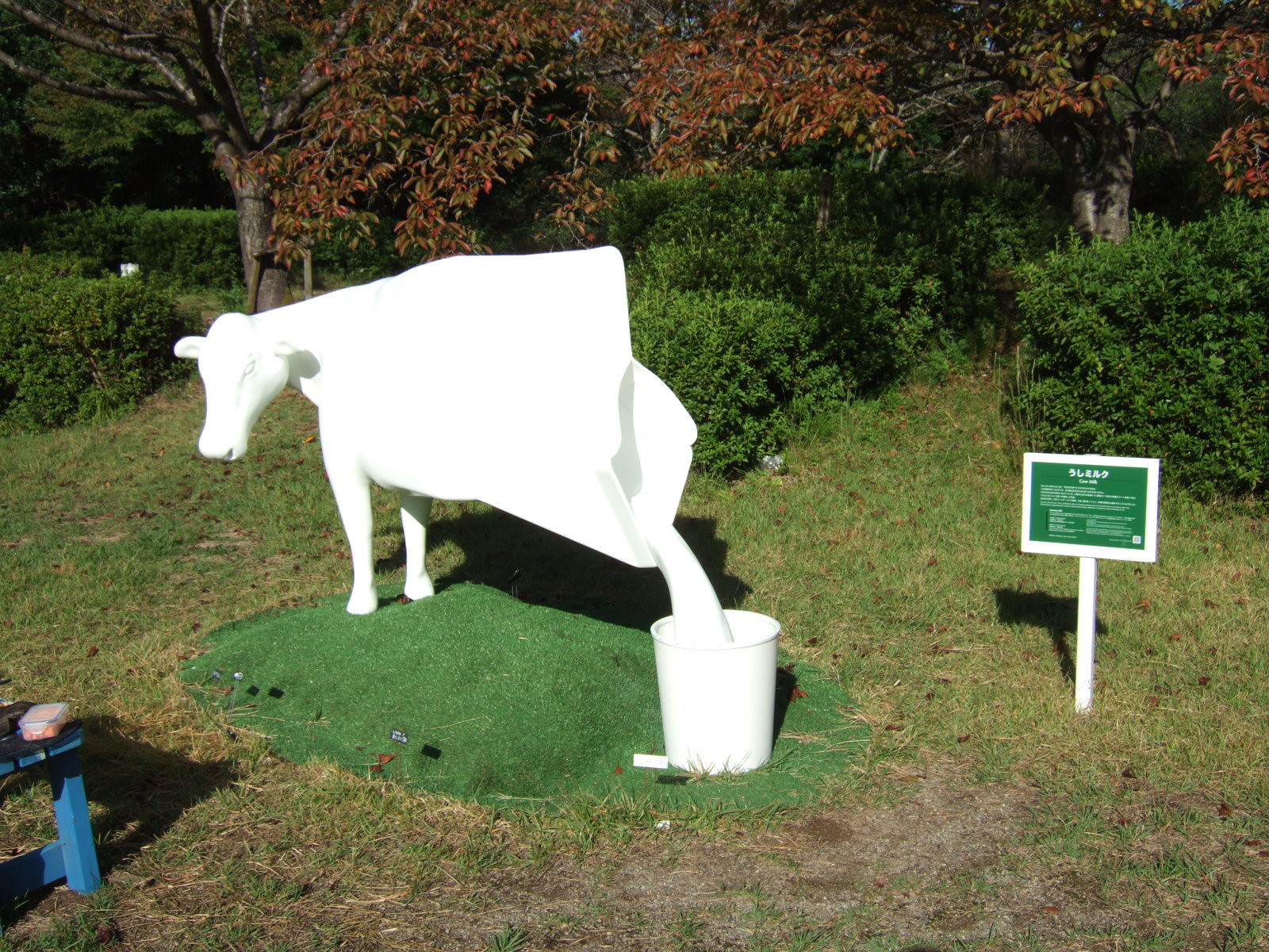 A white, lifesize statue of a cow, but with the hindquarters in the shape of a box of milk with milk pouring from its spout.