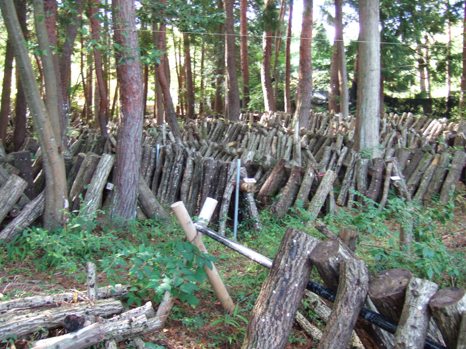 Short logs of one meter or so are stacked in rows under a canopy of trees. The white spots where plugs with mushroom spores have been driven in are visible on the logs.