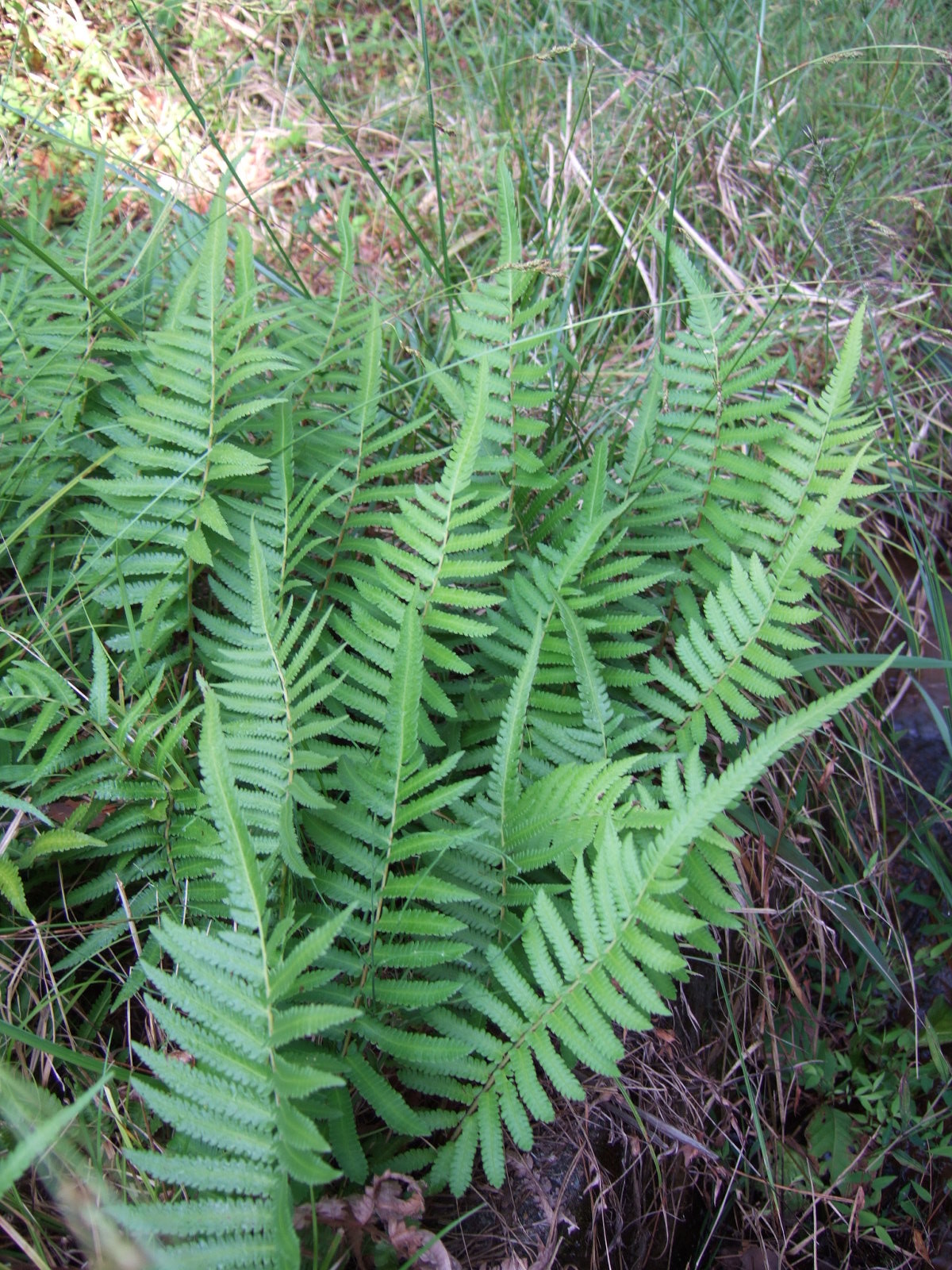 A cluster of ferns growing on the forest floor.